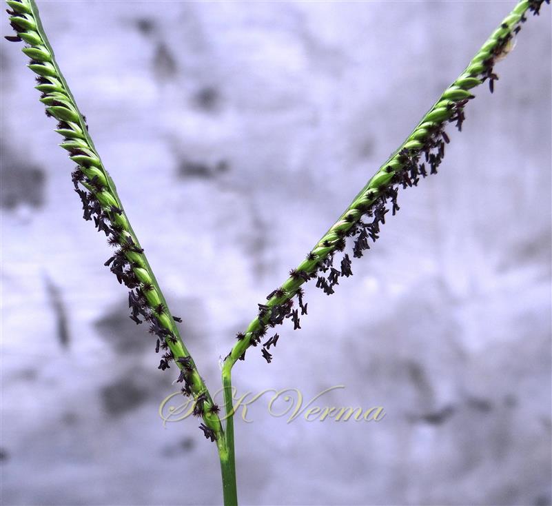  Inflorescence with 2 racemes